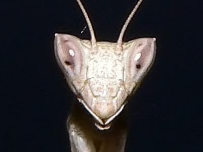 Insetti dalla Croazia : 19. Ameles spallanzania (Mantodea)